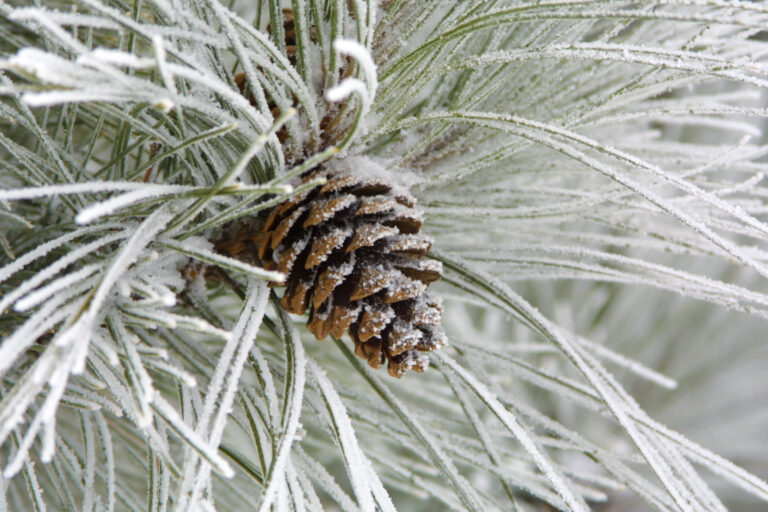 Pine cone
