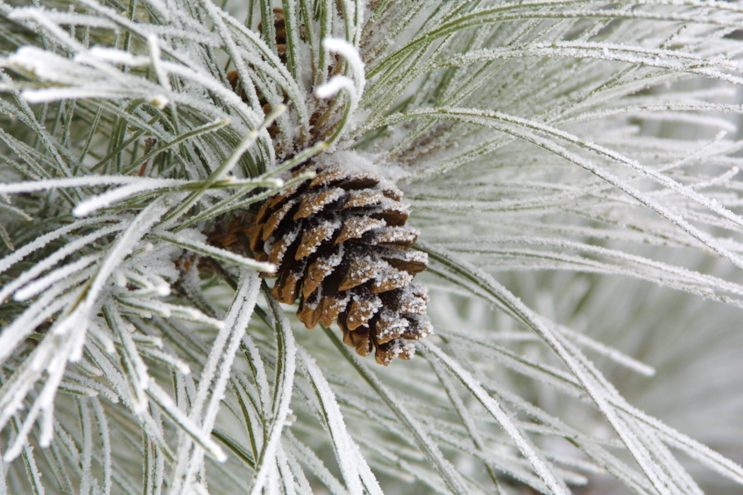 Pine cone