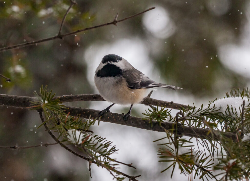 Chickadee
