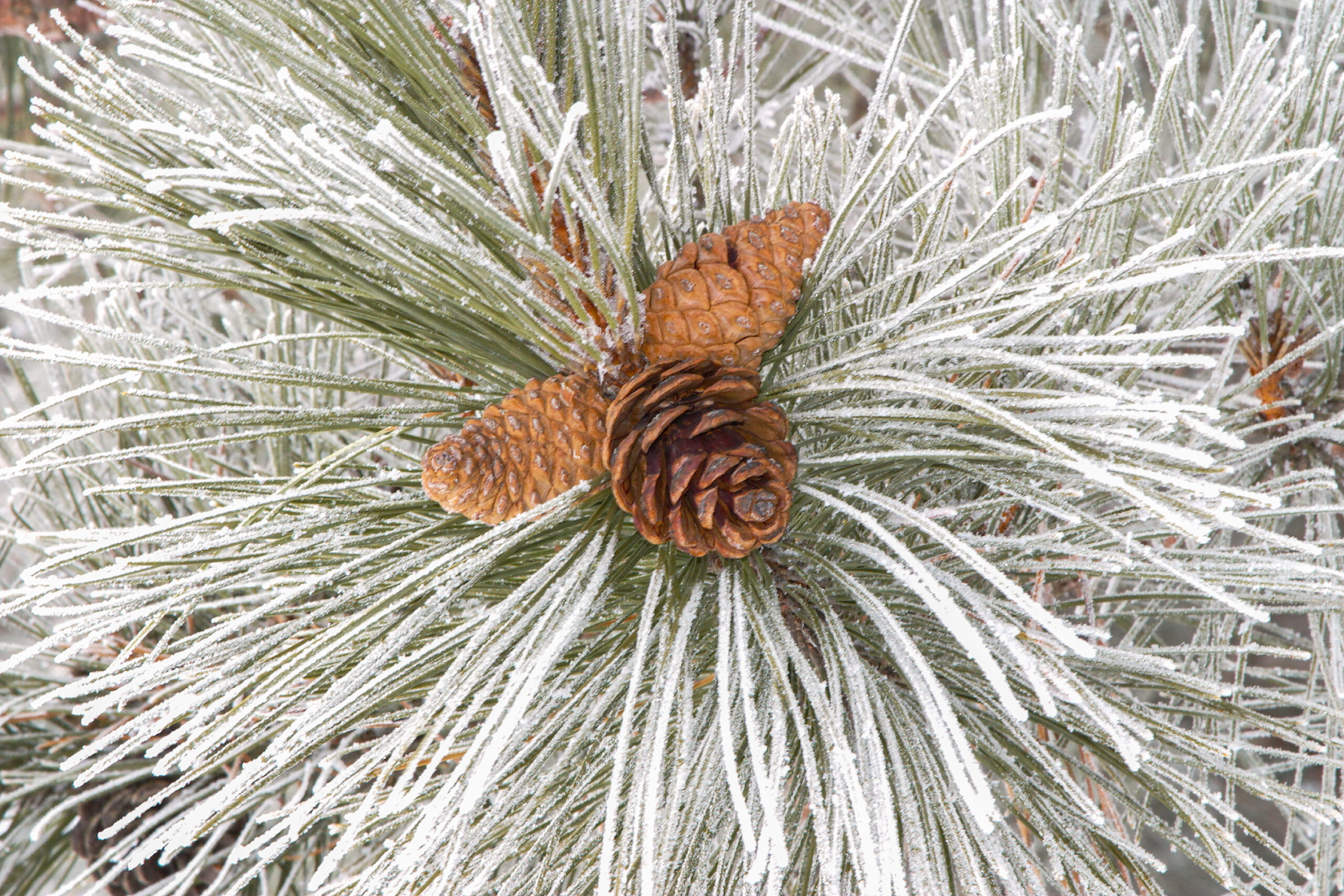 Pine Cones