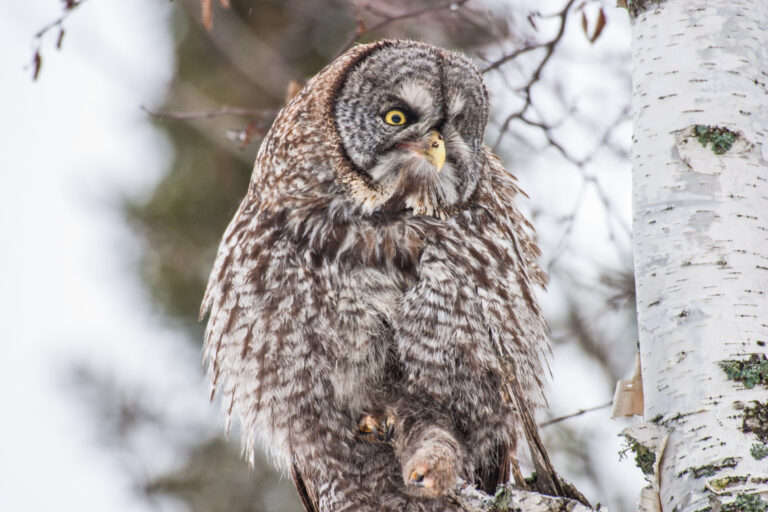 Great Grey Owl