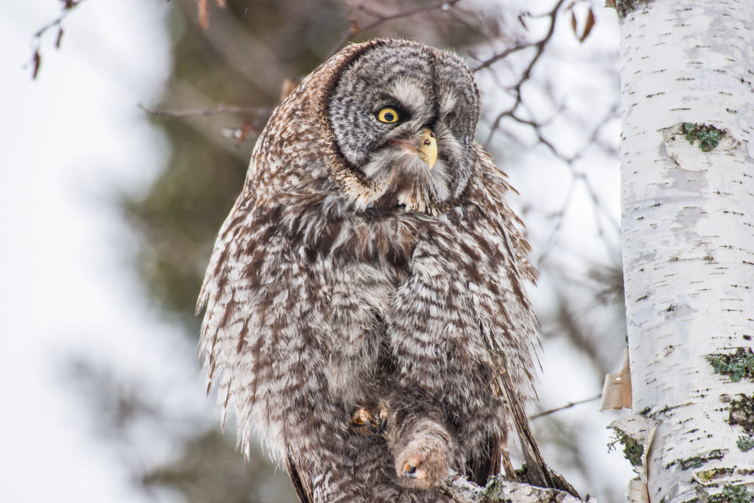 Great Grey Owl