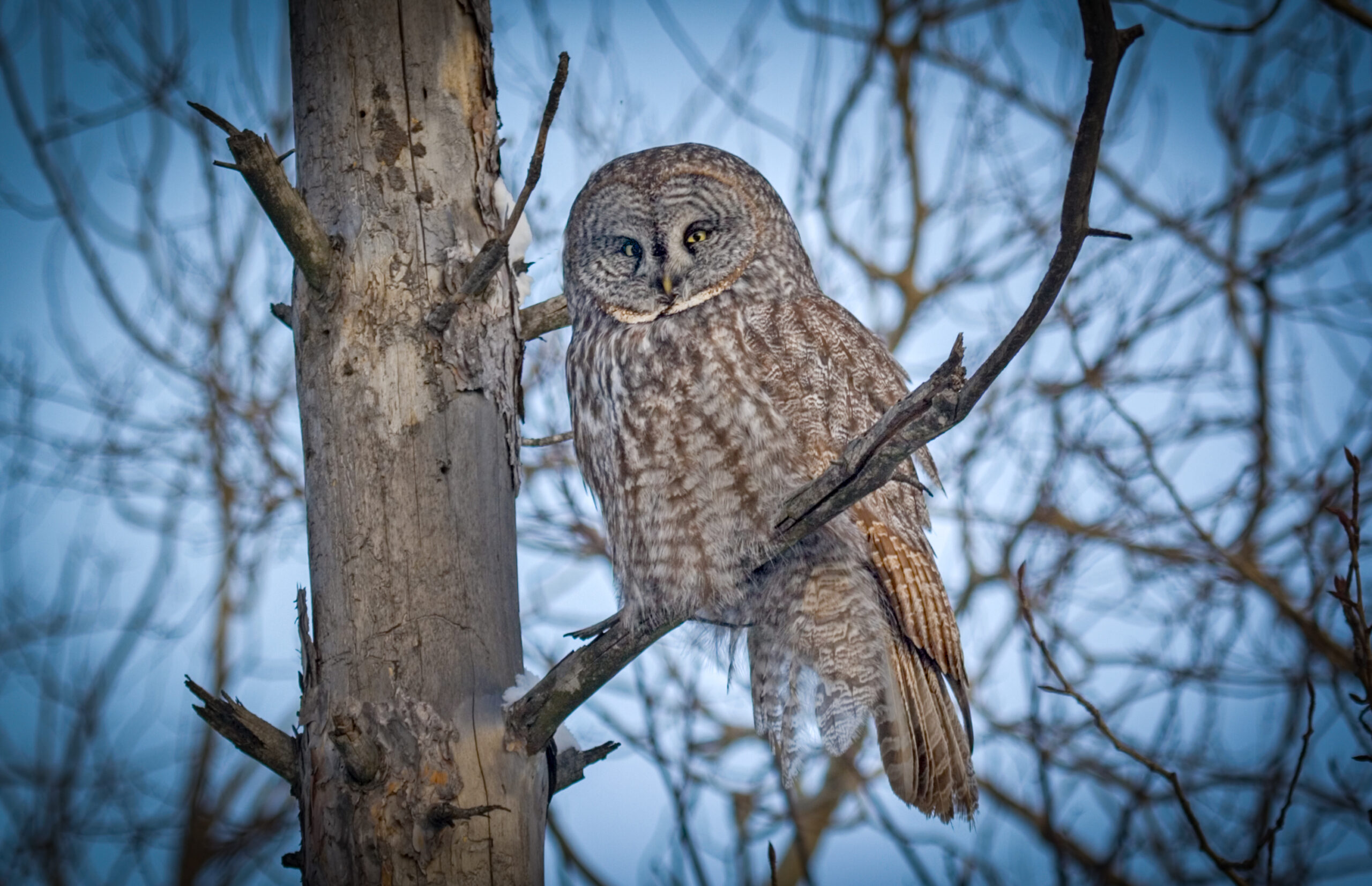Great Grey Owl