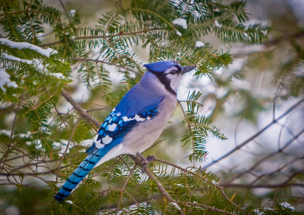 Blue Jay