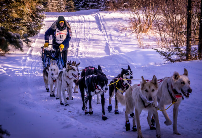 Dog Sleds
