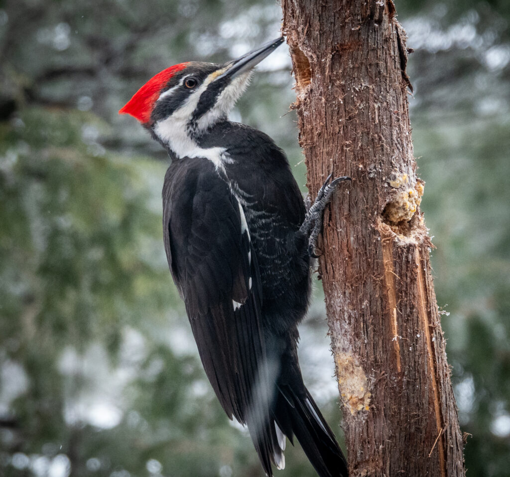 Woodpecker