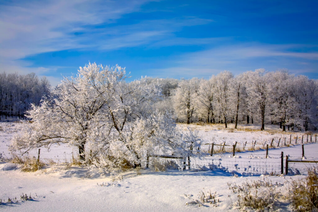 Snow covered trees