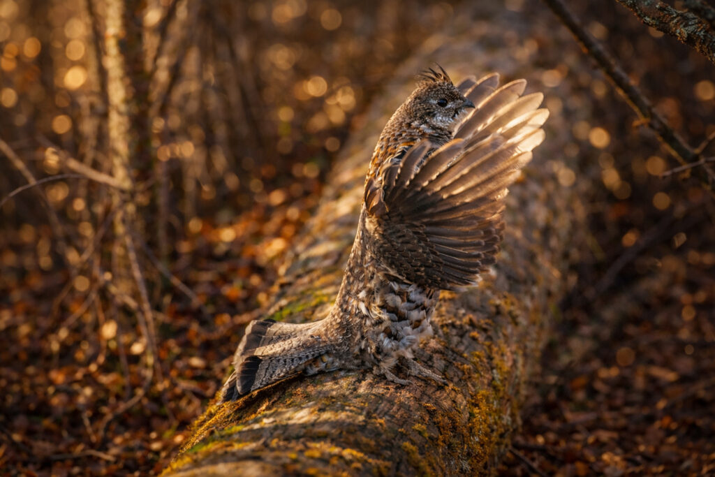 Grouse