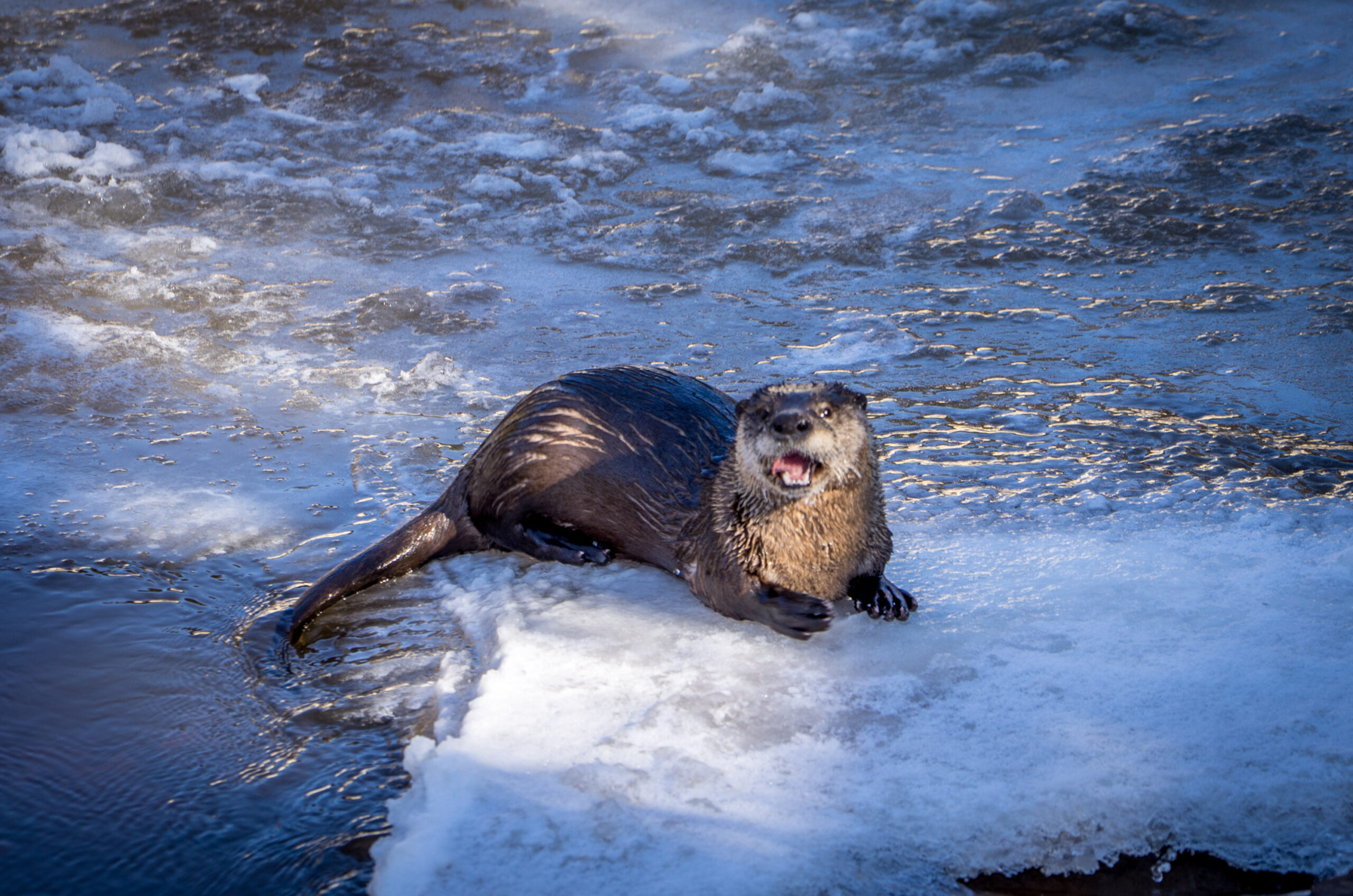 Otter