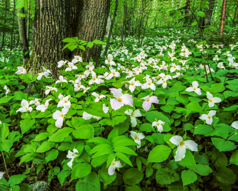 Trilliums