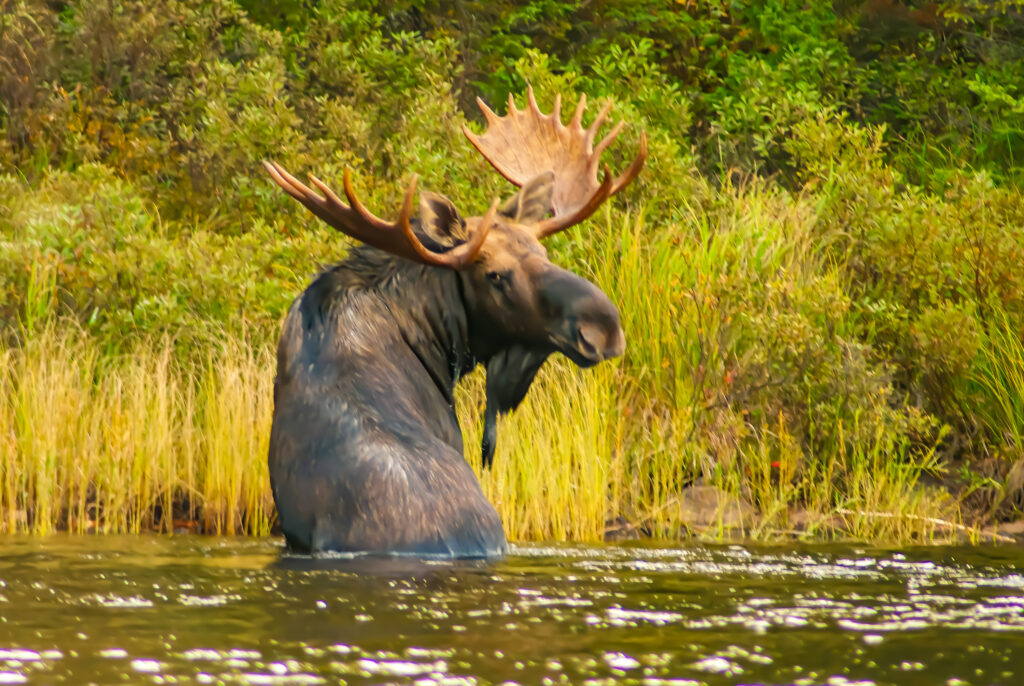 Moose