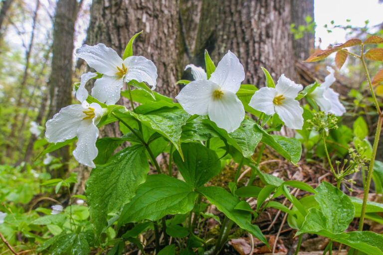 May 21 – Trilliums