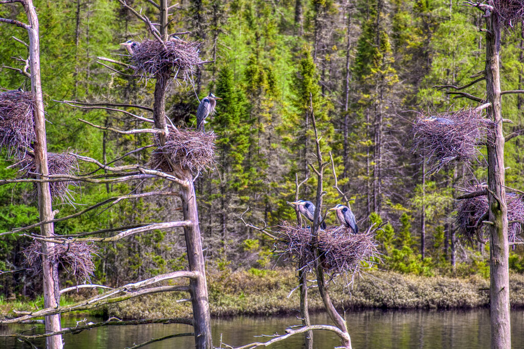 Heron Rookery