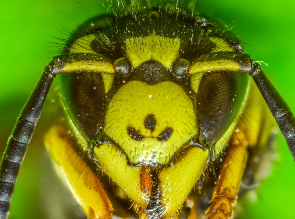 Yellow Jacket