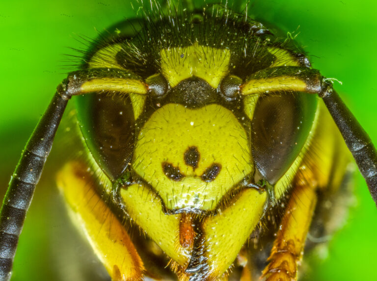 Yellow Jacket