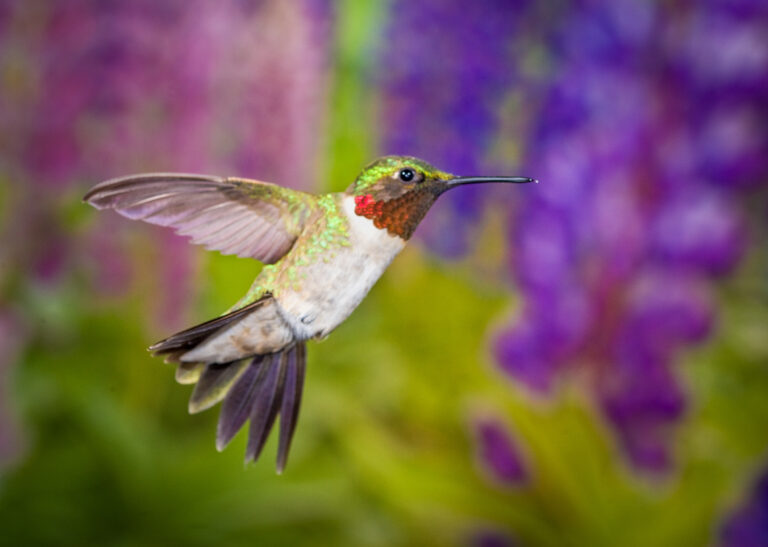Ruby-Throated Hummingbird