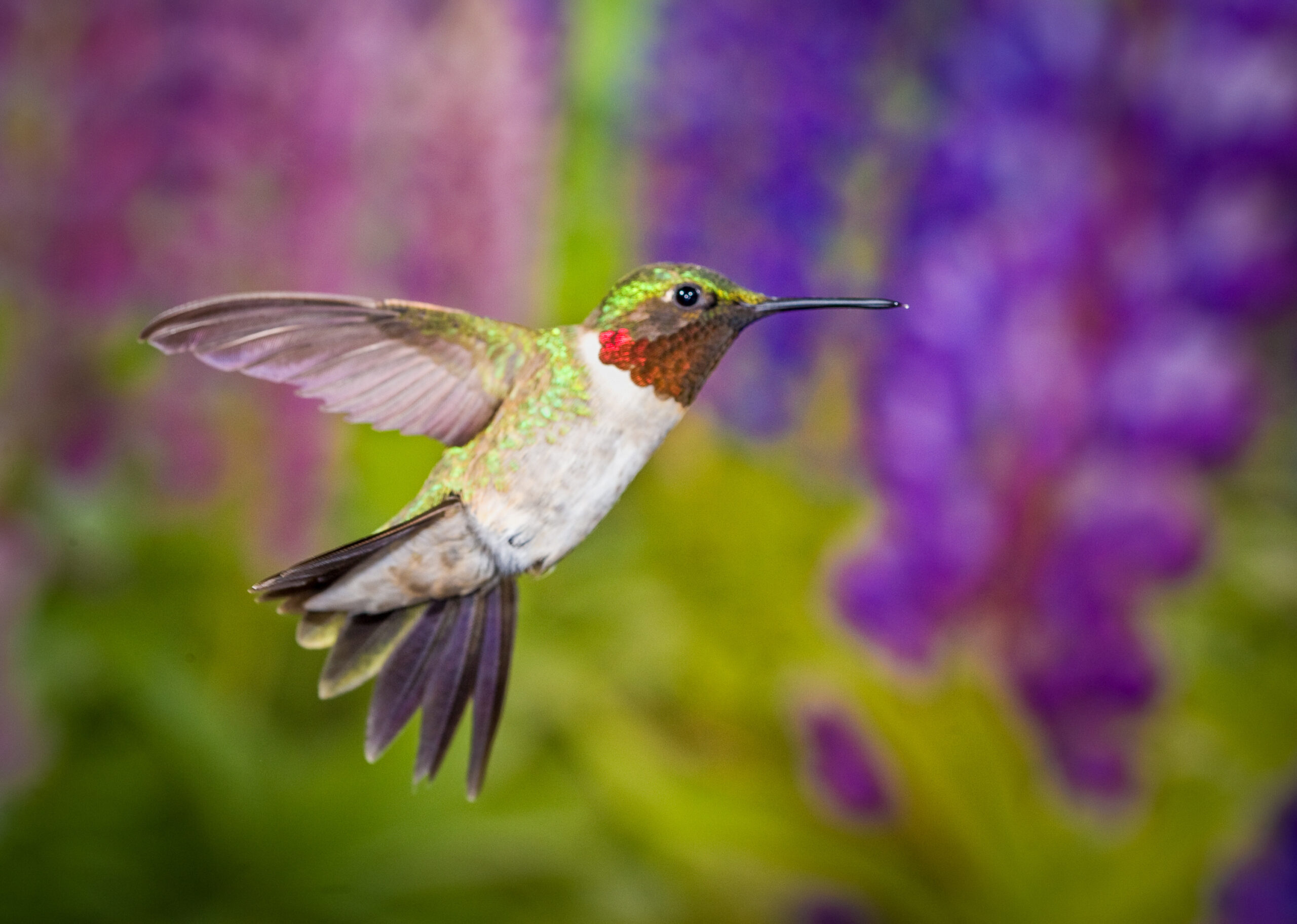 Ruby-Throated Hummingbird