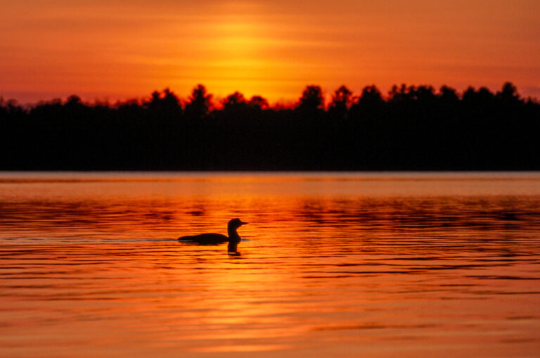 May 3 – Lonely Loon