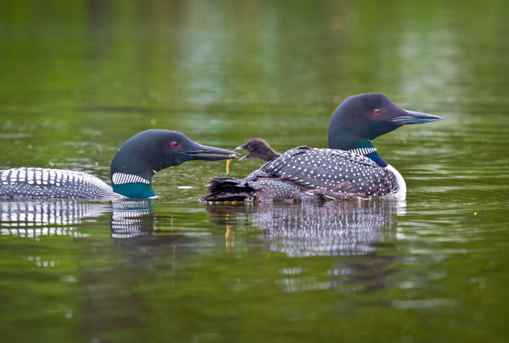 Loons feeding baby