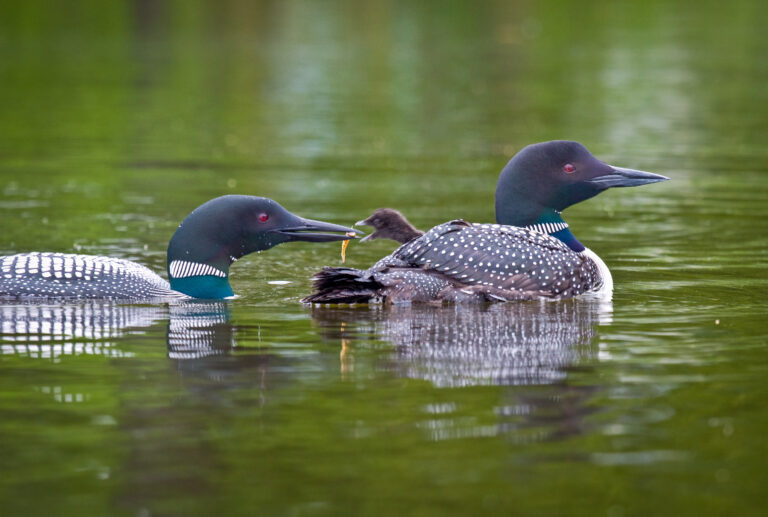 Loons feeding baby