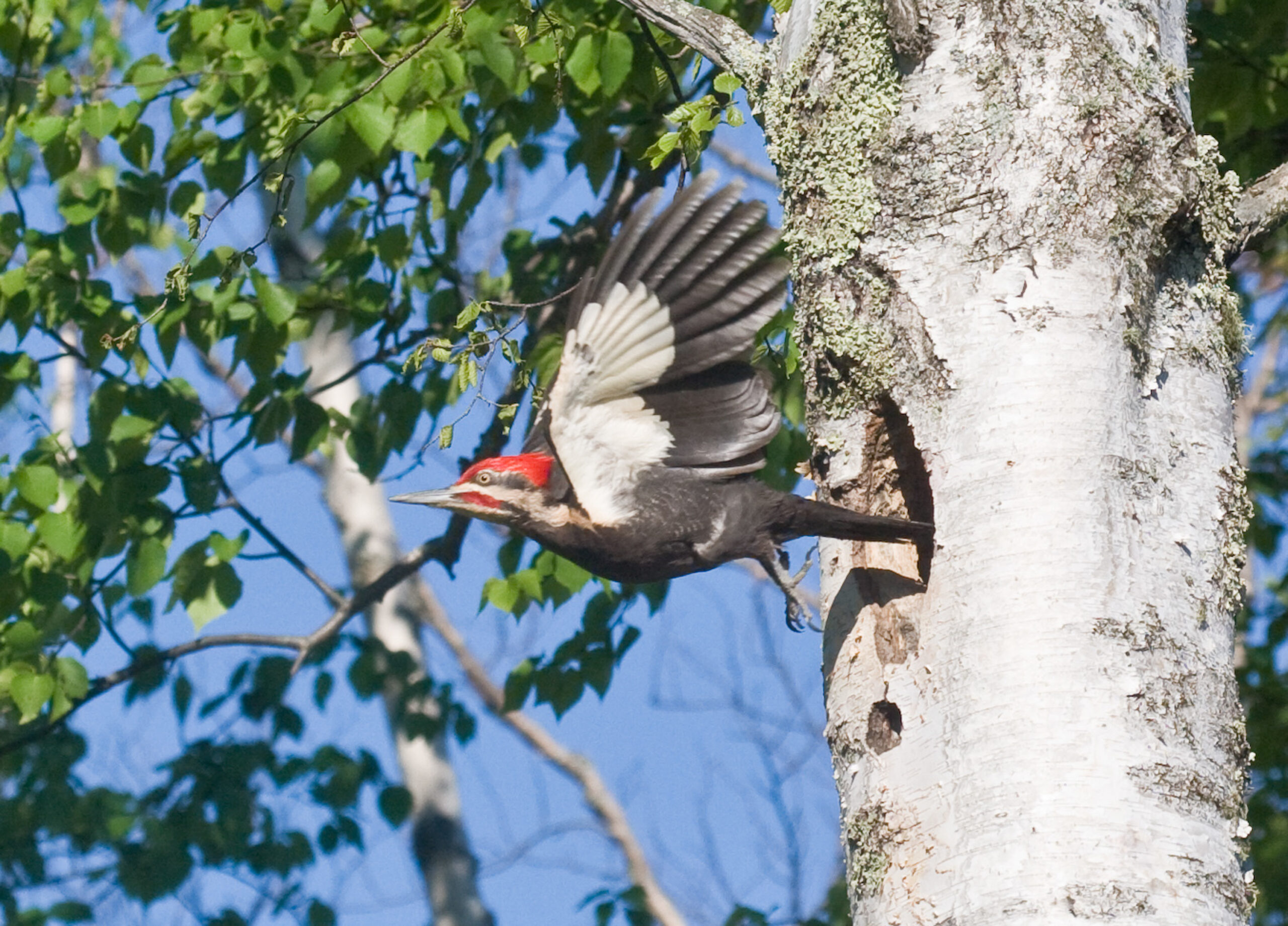 Pileated Woodpecker