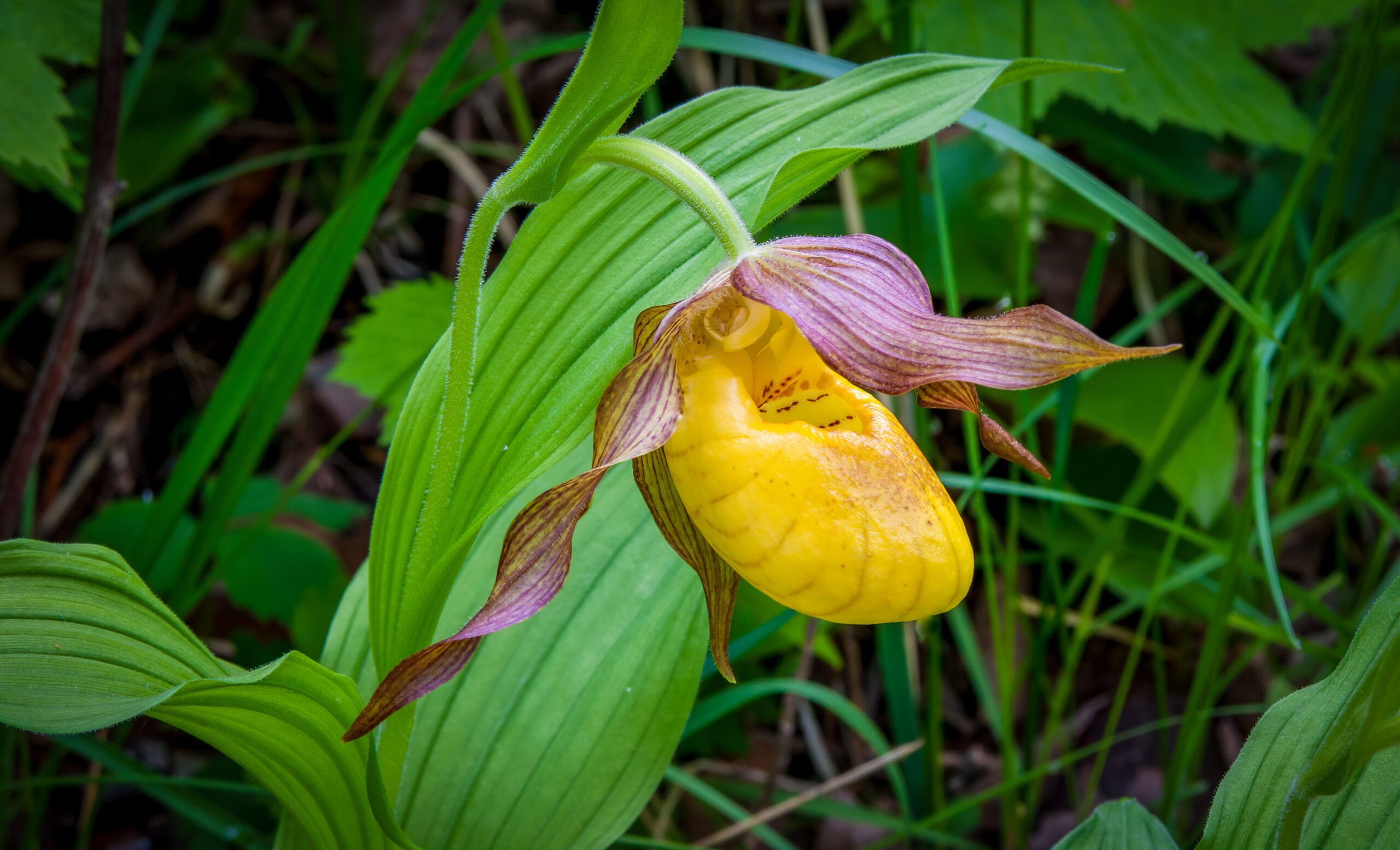 Yellow Lady Slipper