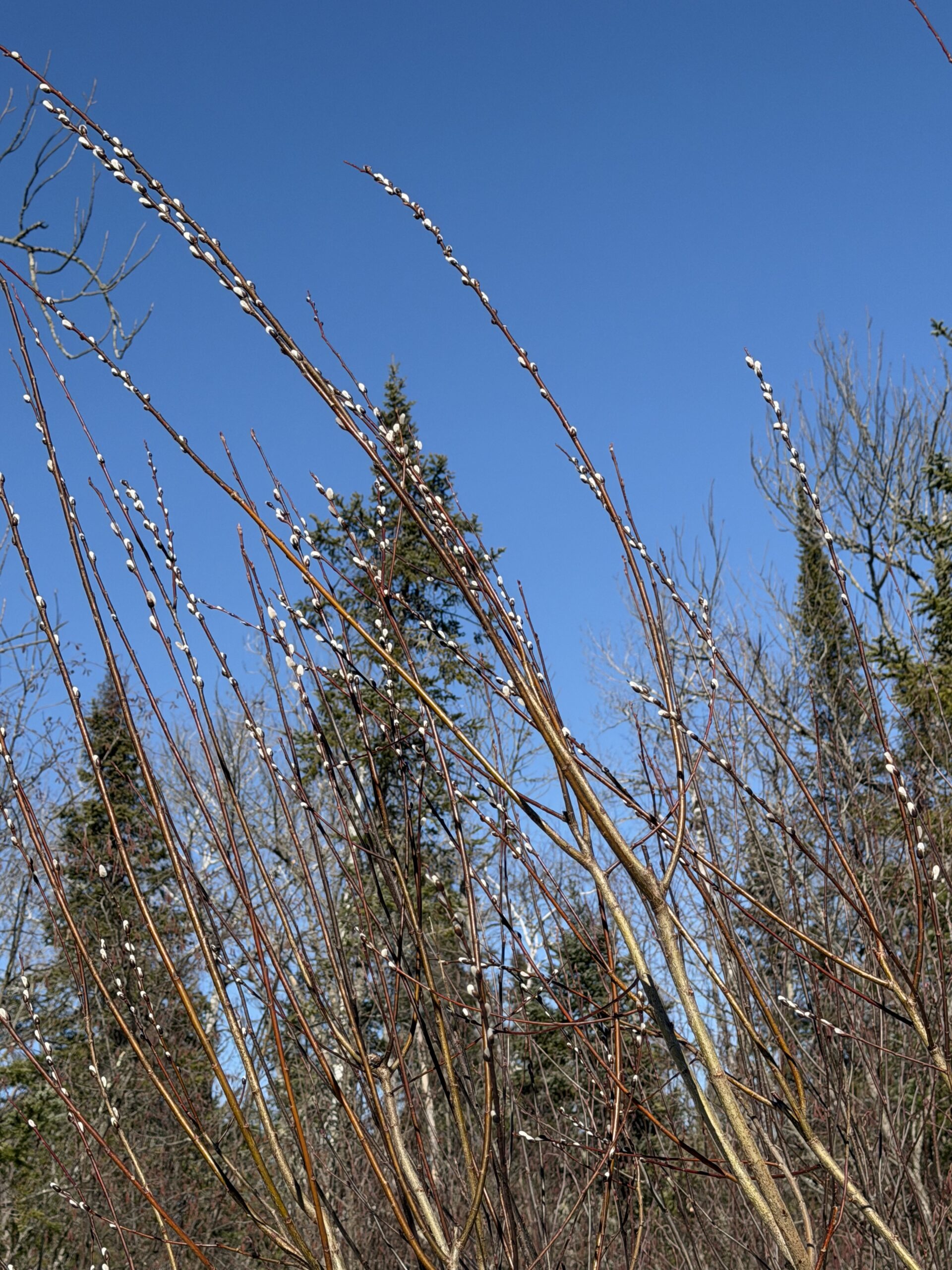 Pussy Willow