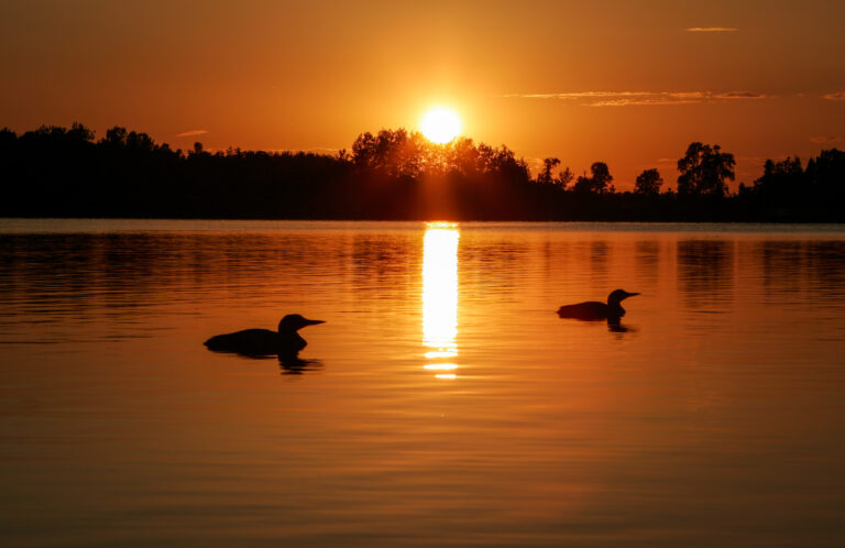 Loons in sunset.