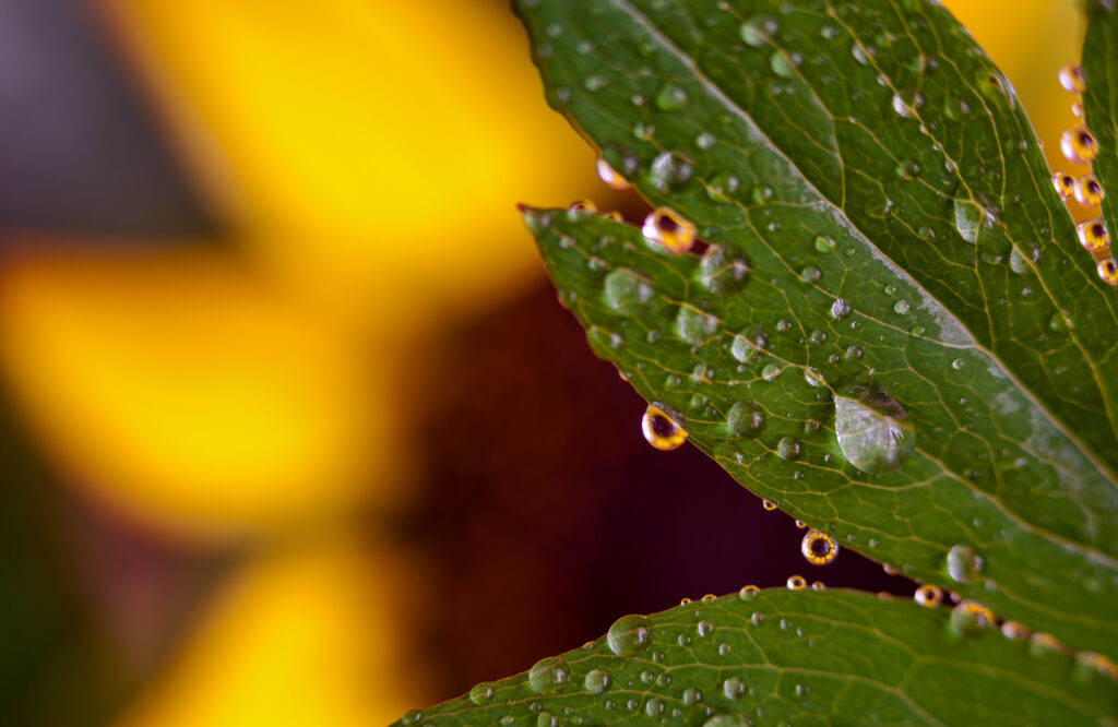 Daisies, Macro, Water Drops