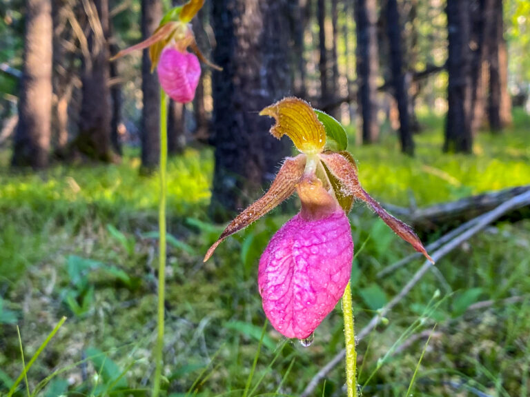 Pink Lady Slipper