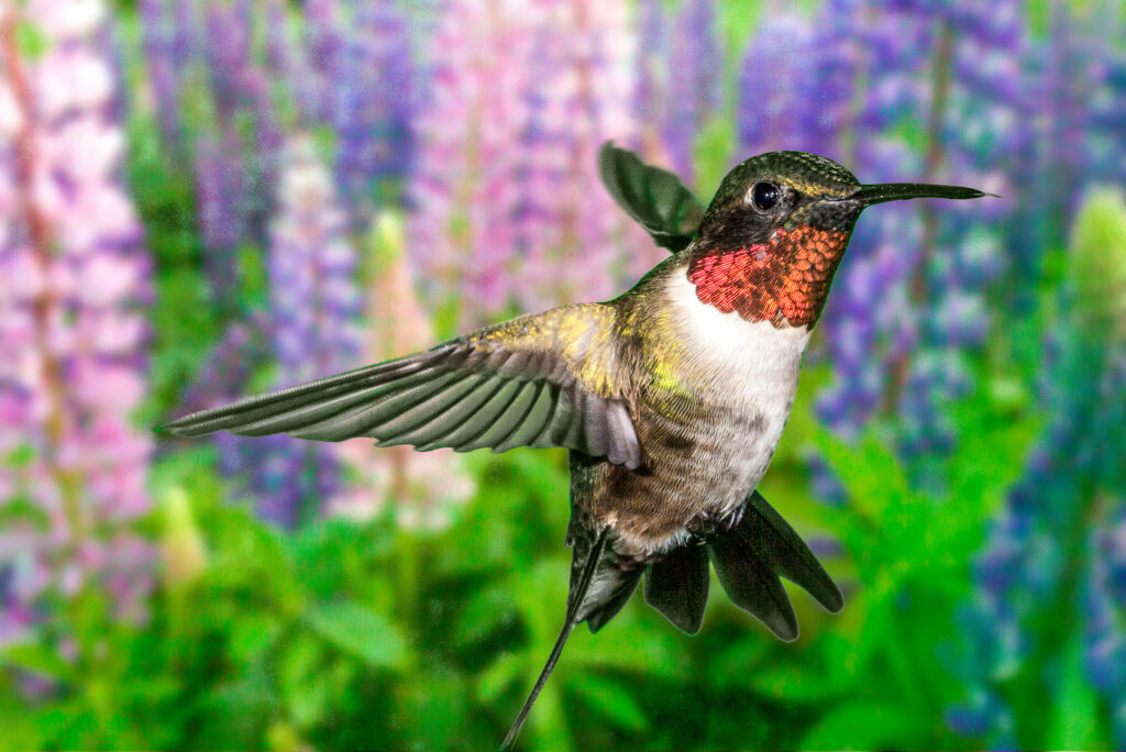 Hummingbird