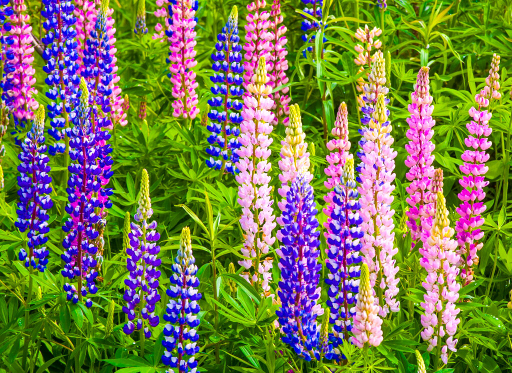 Lupines