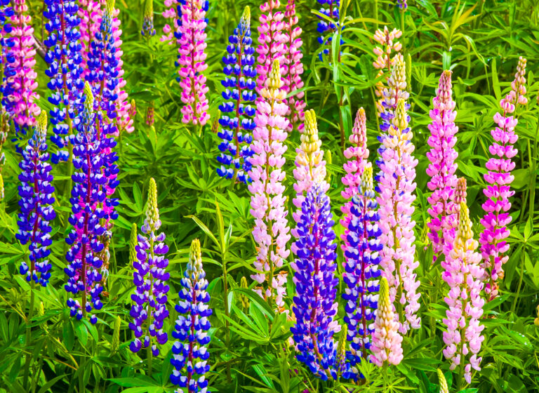 Lupines