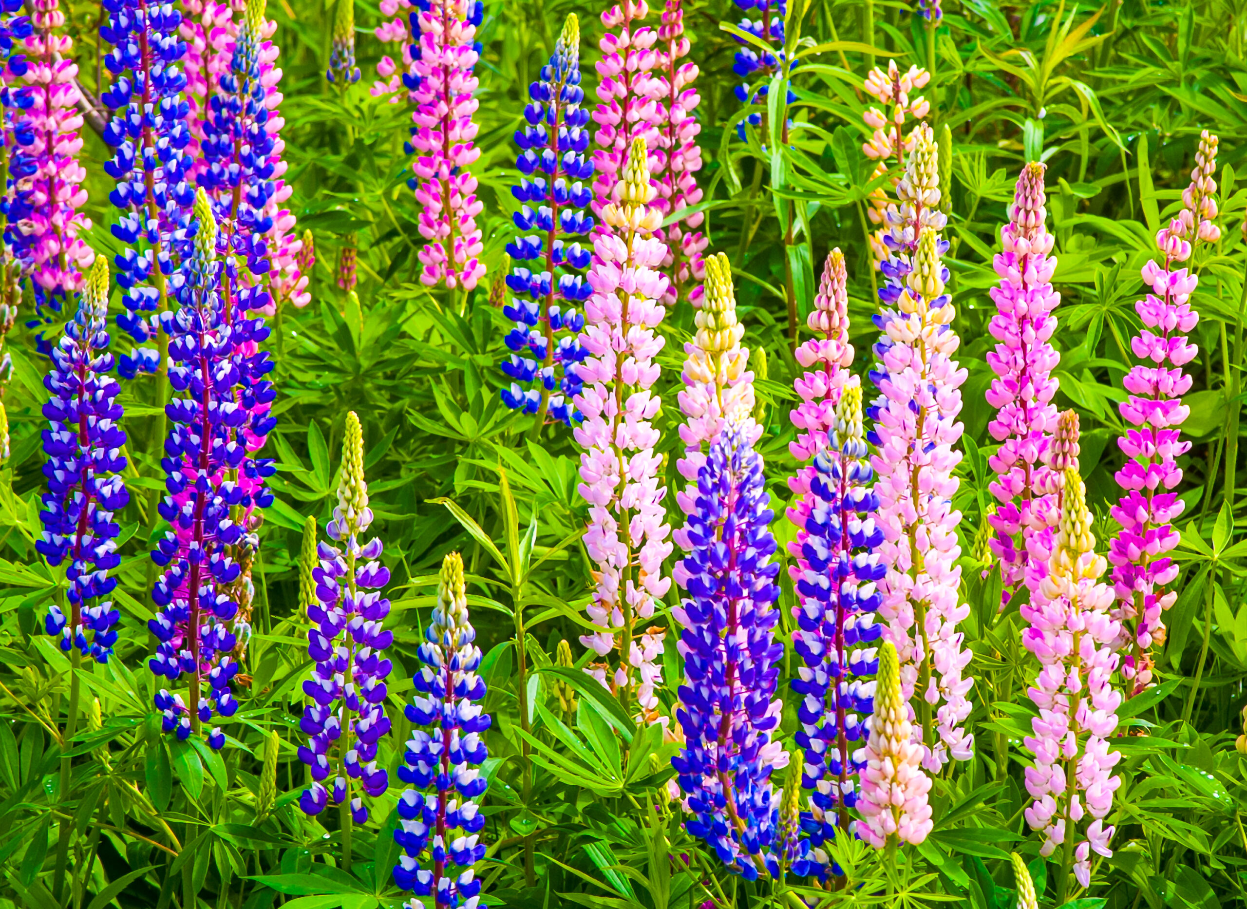 Lupines