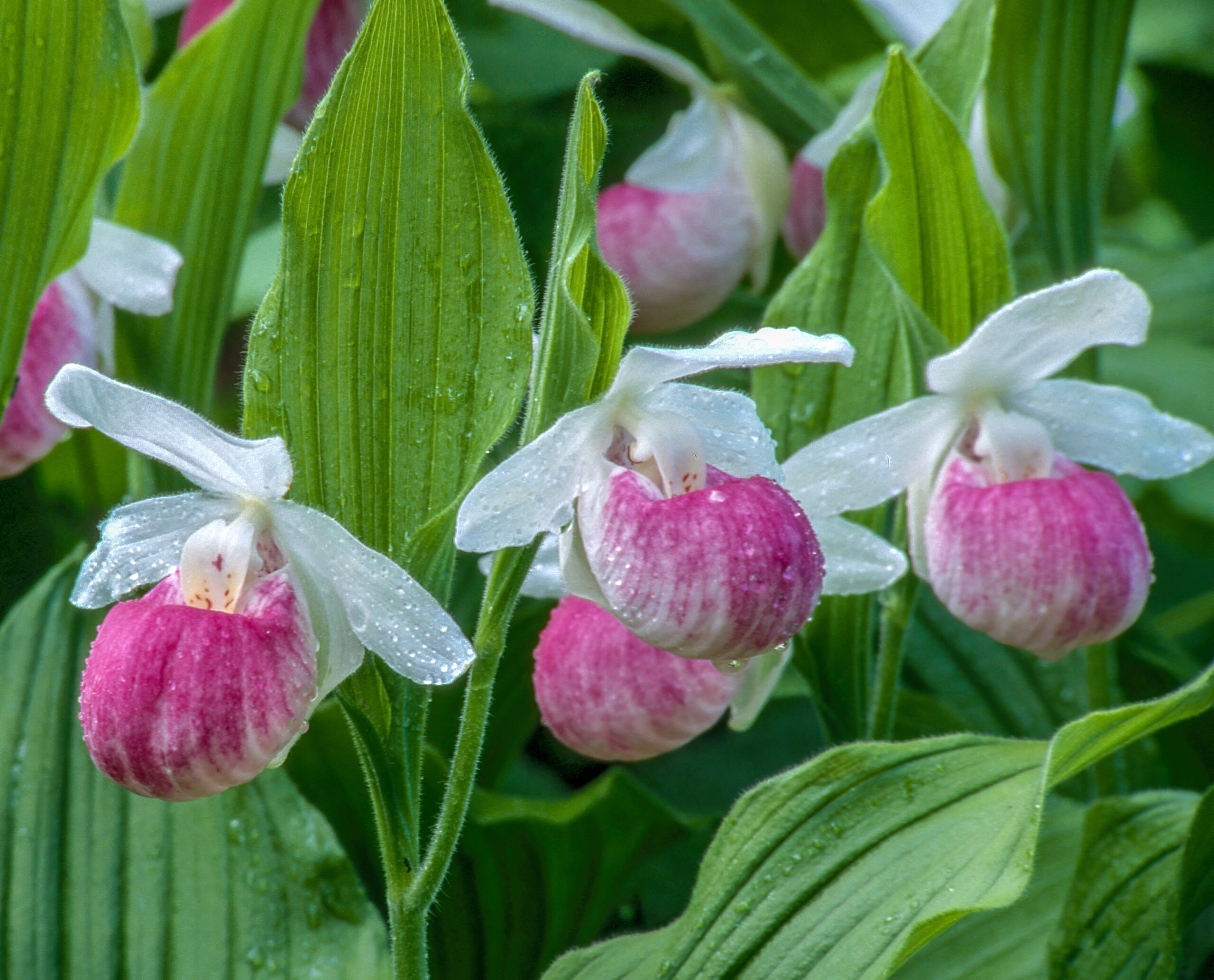 Lady Slipper