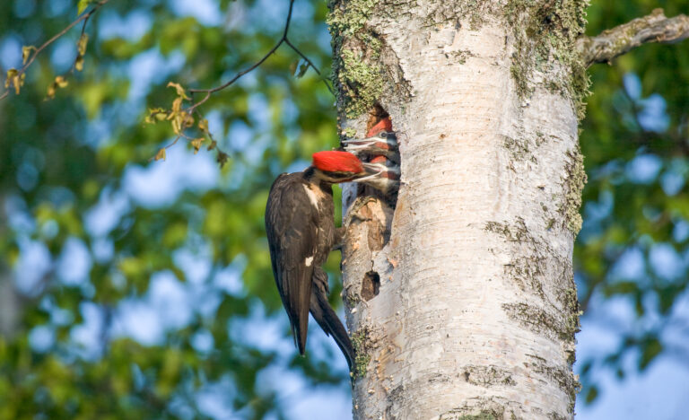 June 24 – Feeding Time!