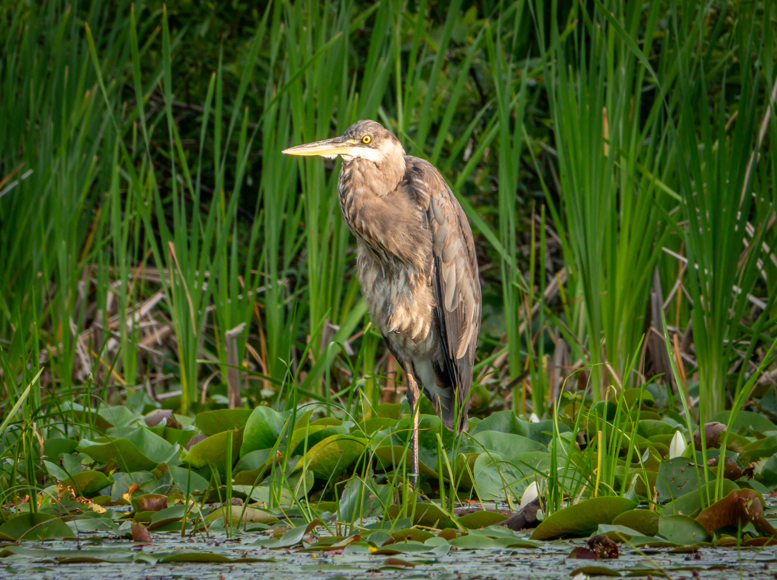 Great Blue Heron