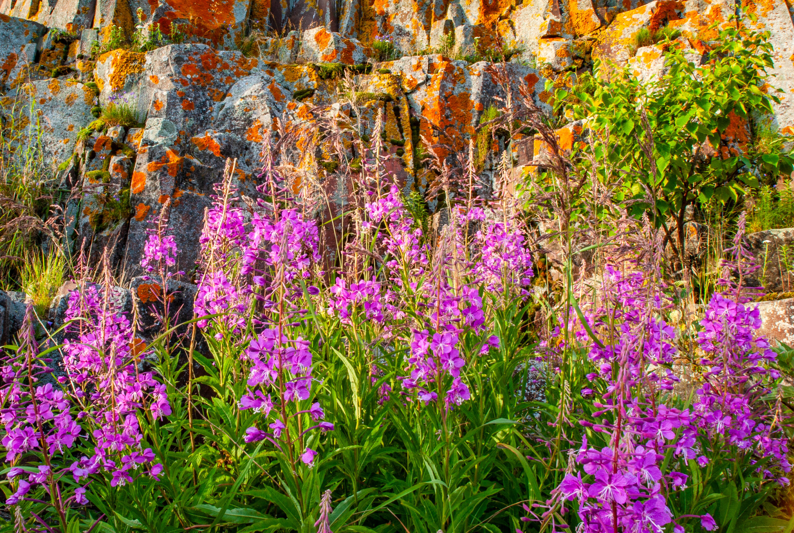 Fireweed