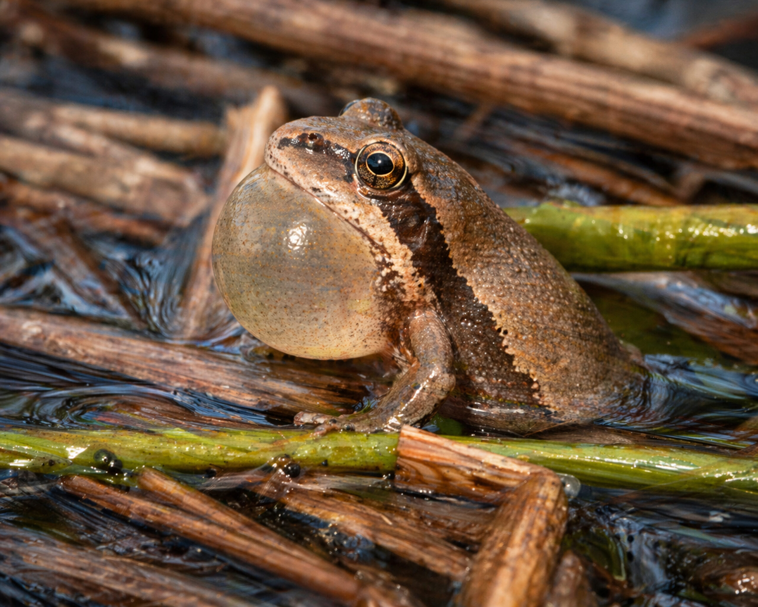 Spring Peepers