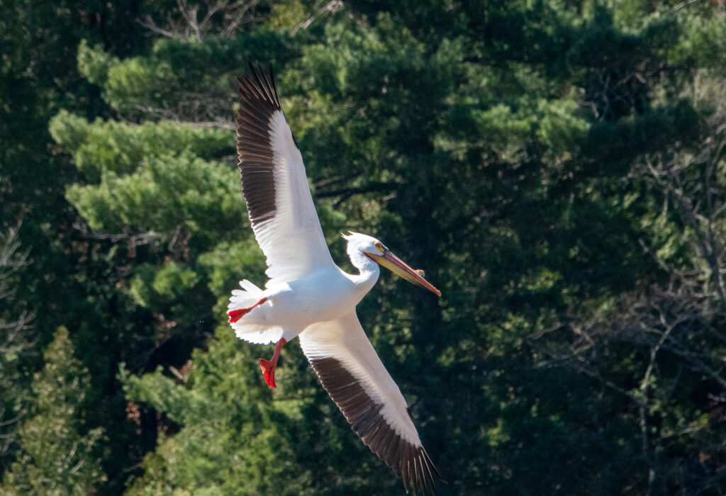 Pelican