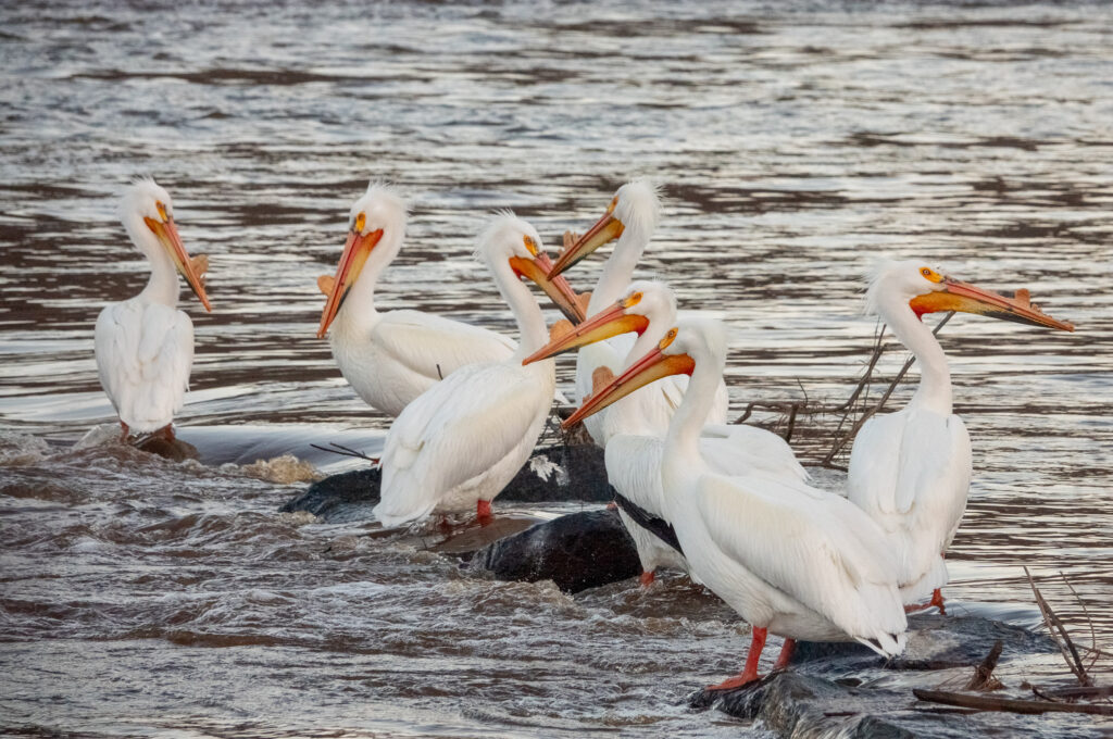 Pelicans