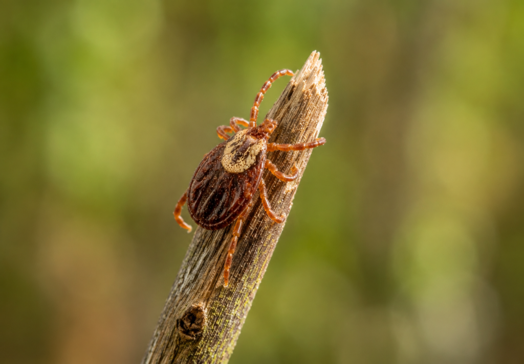 Wood Tick